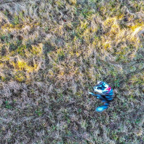 DJI 0011
